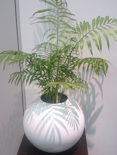 plant10.jpg