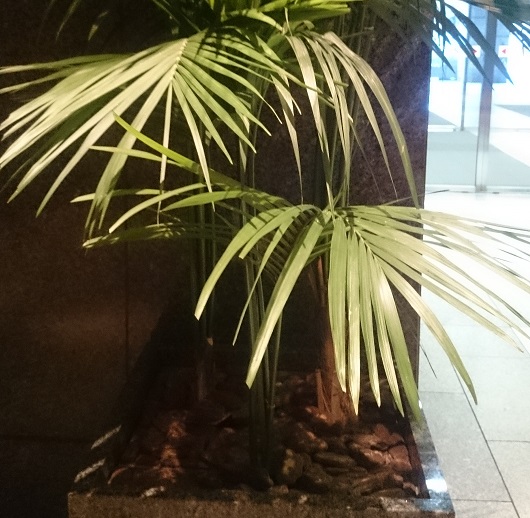 plant9.jpg