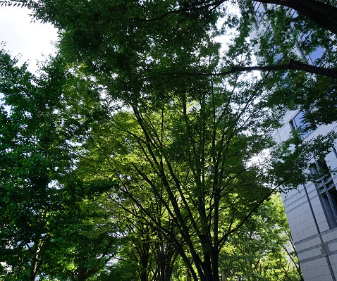 trees3.jpg