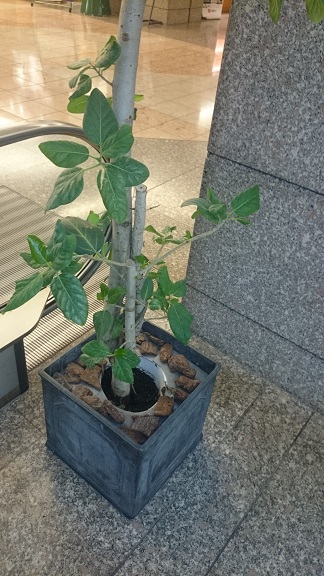 plant.jpg